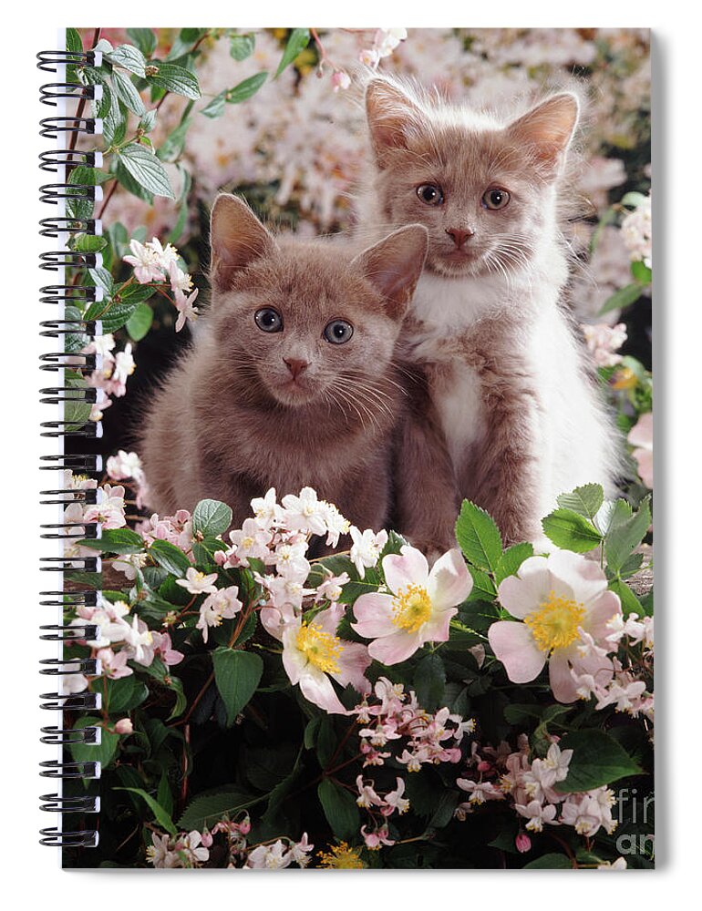 Kittens Spiral Notebook featuring the photograph Cat Roses by Warren Photographic