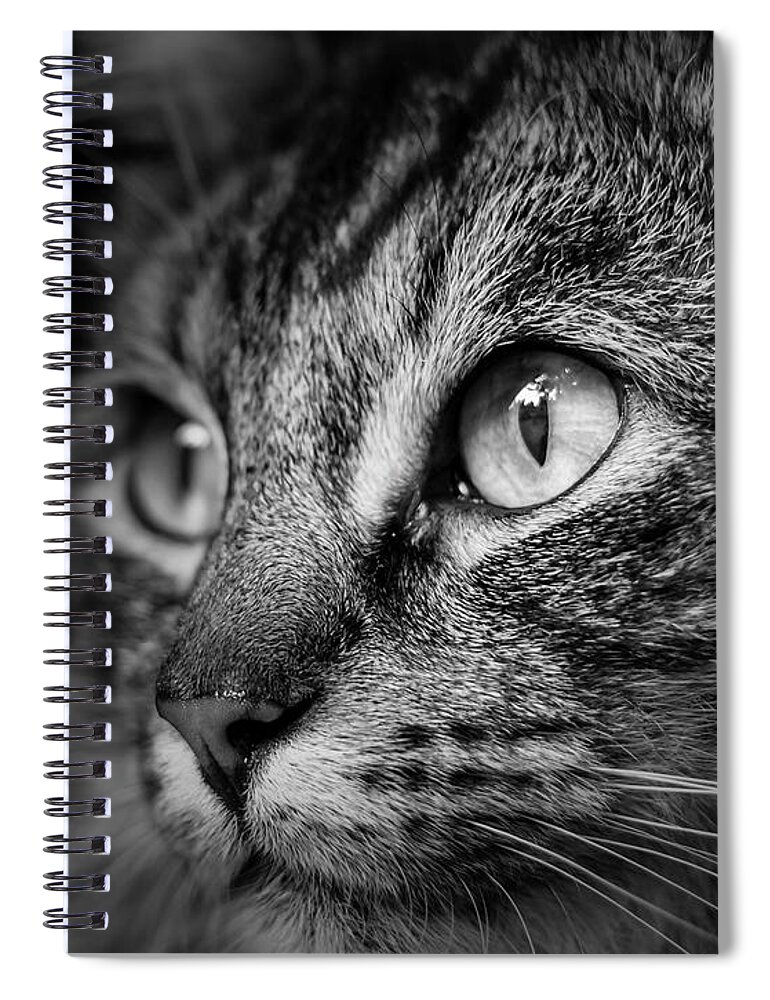 Cat Spiral Notebook featuring the photograph Cat Stare BW by Rick Deacon