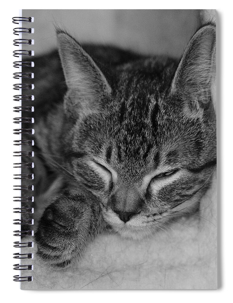 Catnap Spiral Notebook featuring the photograph Catnap by John Moyer