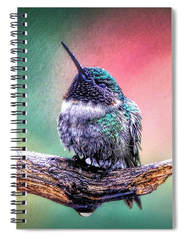 Hummingbird Spiral Notebook featuring the photograph Catnapping In The Rain by Tina LeCour