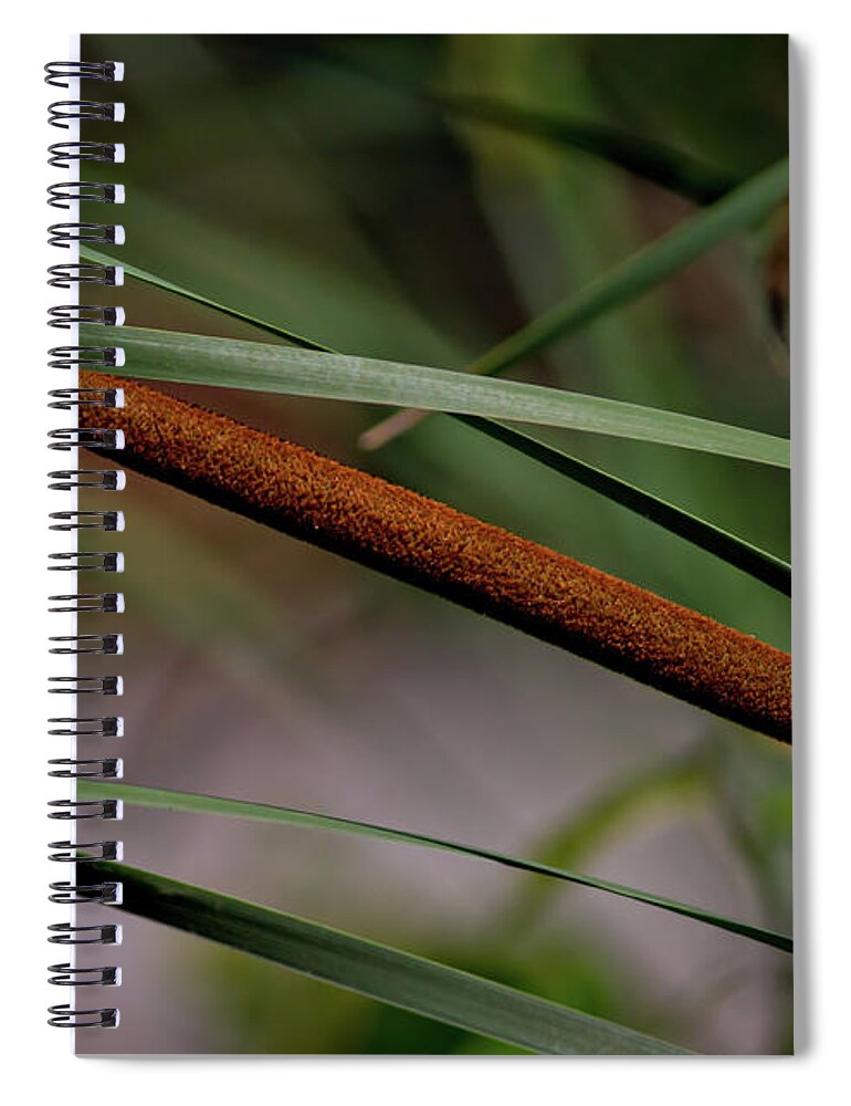 Cattail Spiral Notebook featuring the photograph Cattail II by Douglas Stucky
