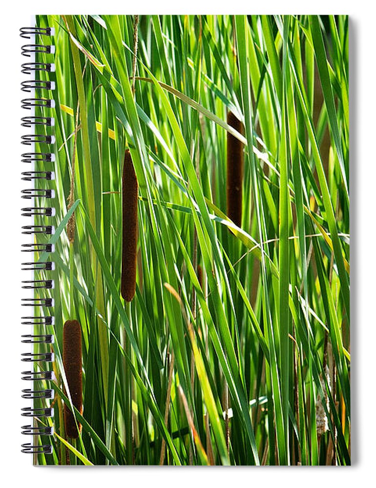 Cattails In The Morning Sun Photo Spiral Notebook featuring the photograph Cattails in the Morning Sun by Gwen Gibson