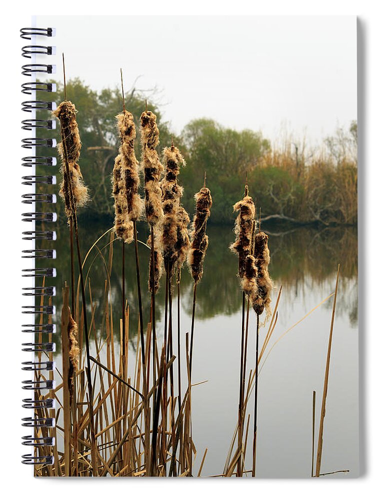 Cattails Spiral Notebook featuring the photograph Cattails by Travis Rogers