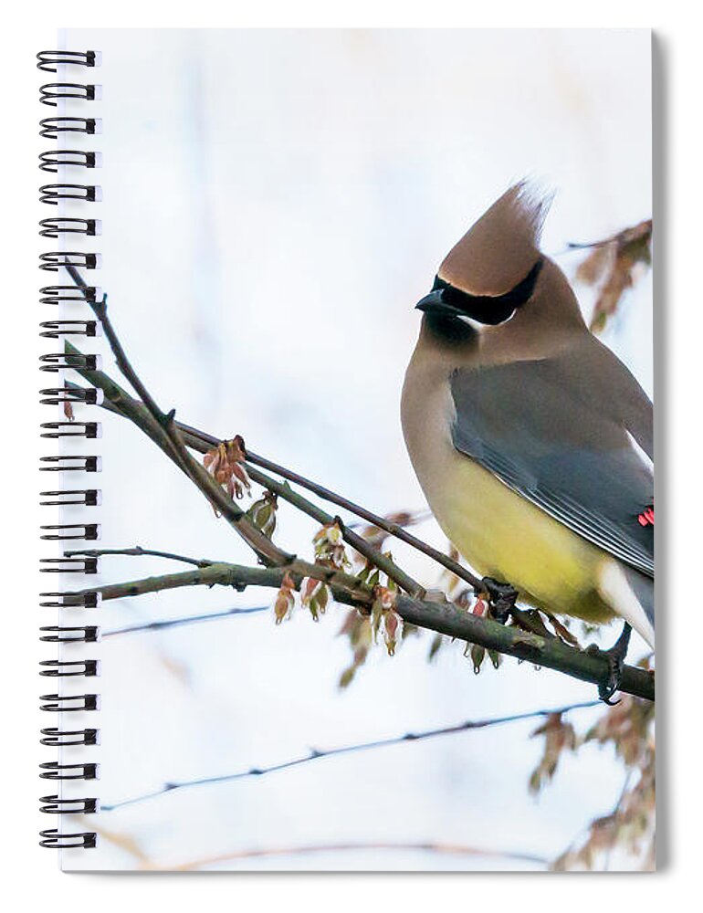 2017-02-25 Spiral Notebook featuring the photograph Cedar Waxwing 03 by Phil And Karen Rispin