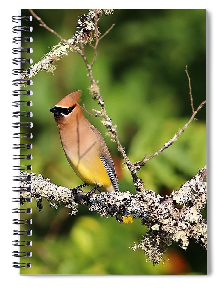 Cedar Waxwing Spiral Notebook featuring the photograph Cedar Waxwing by Carol Montoya