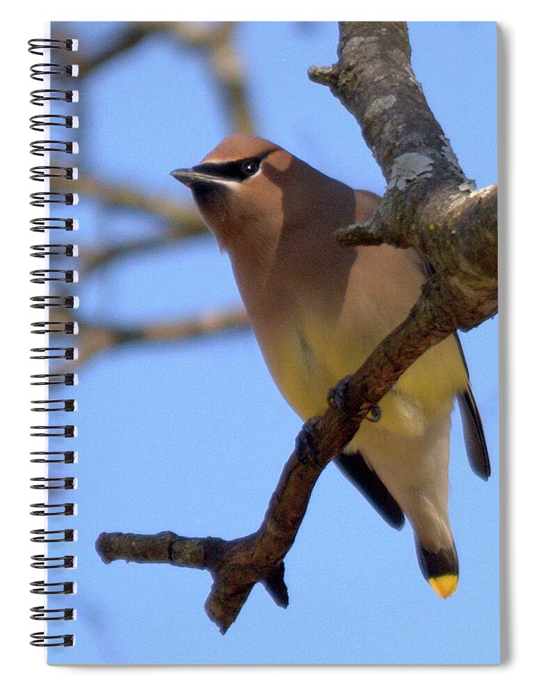 Wildlife Spiral Notebook featuring the photograph Cedar Waxwing by John Benedict