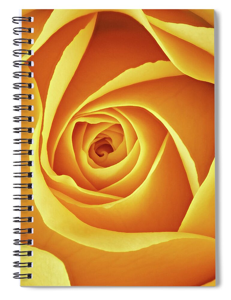 Rose Spiral Notebook featuring the photograph Center of a yellow rose by Jim Hughes