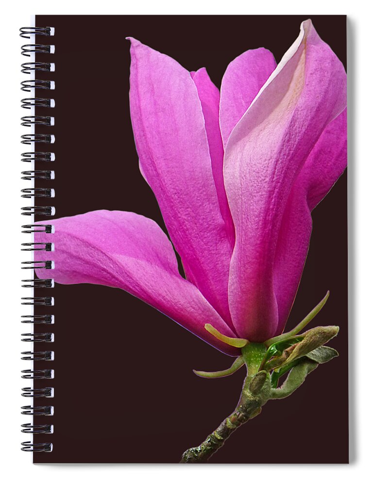 Pink Flower Spiral Notebook featuring the photograph Cerise Pink Magnolia Flower On Black by Gill Billington