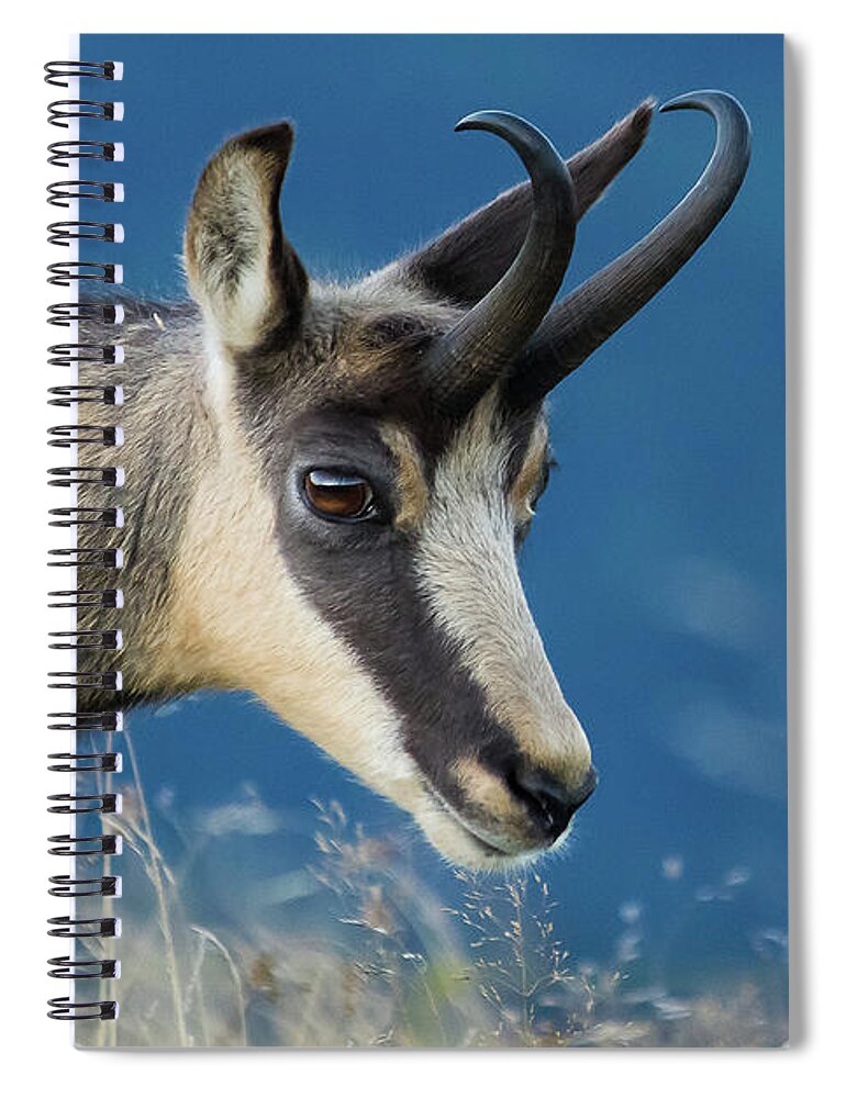 Chamois Spiral Notebook featuring the photograph Chamois by Paul MAURICE