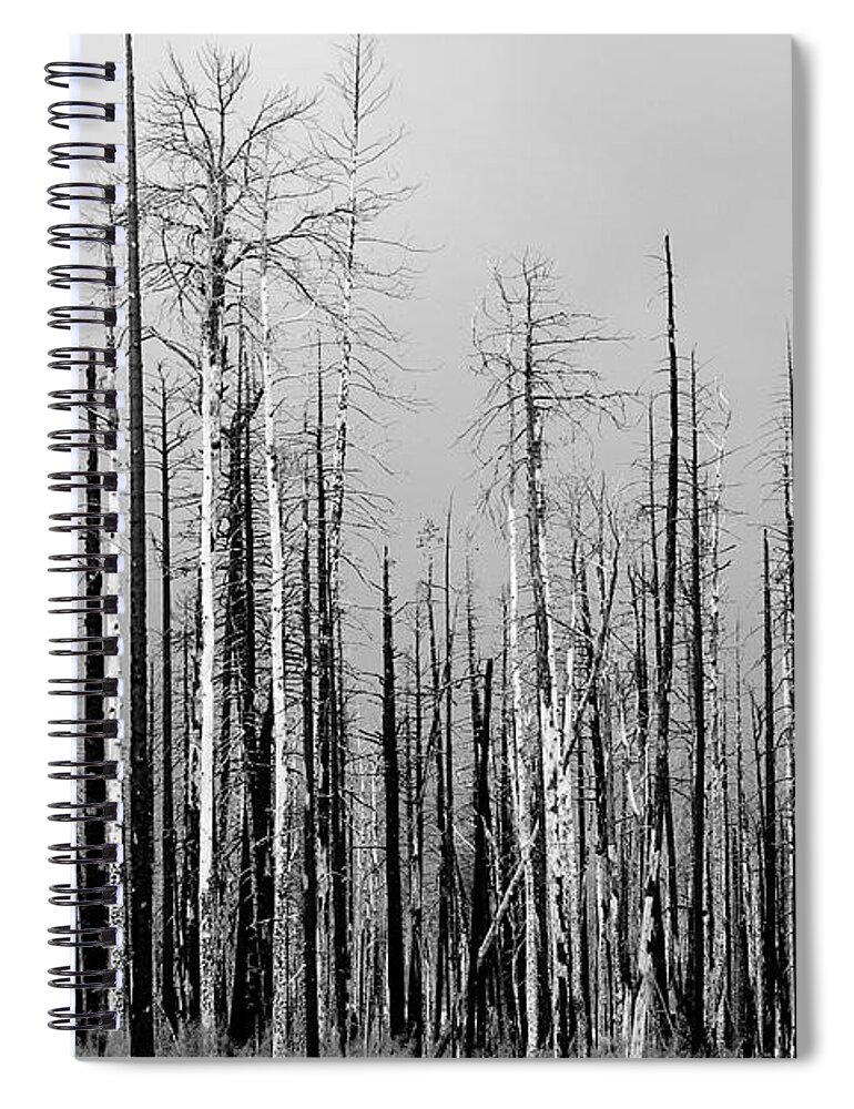 Charred Spiral Notebook featuring the photograph Charred Trees by James BO Insogna