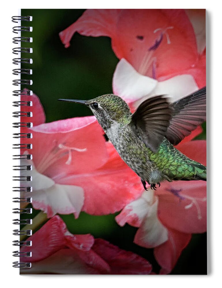Hummingbird Spiral Notebook featuring the photograph Checking The Menu by Randy Hall