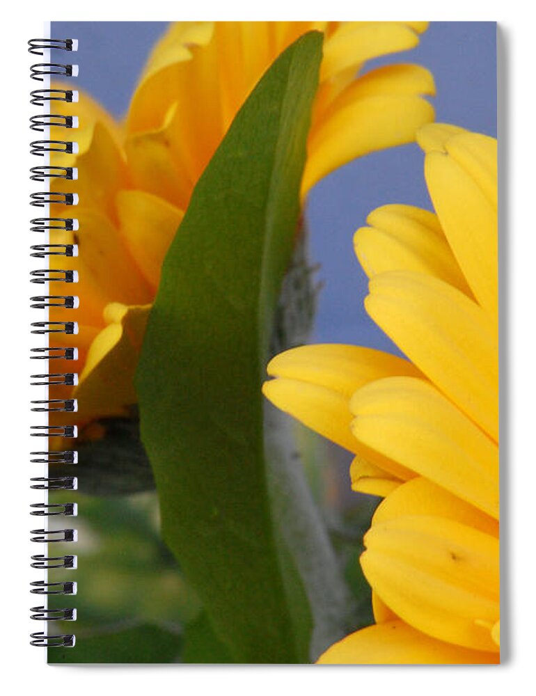 Gerbera Daisy Spiral Notebook featuring the photograph Cheerful Gerbera Daisies by Amy Fose
