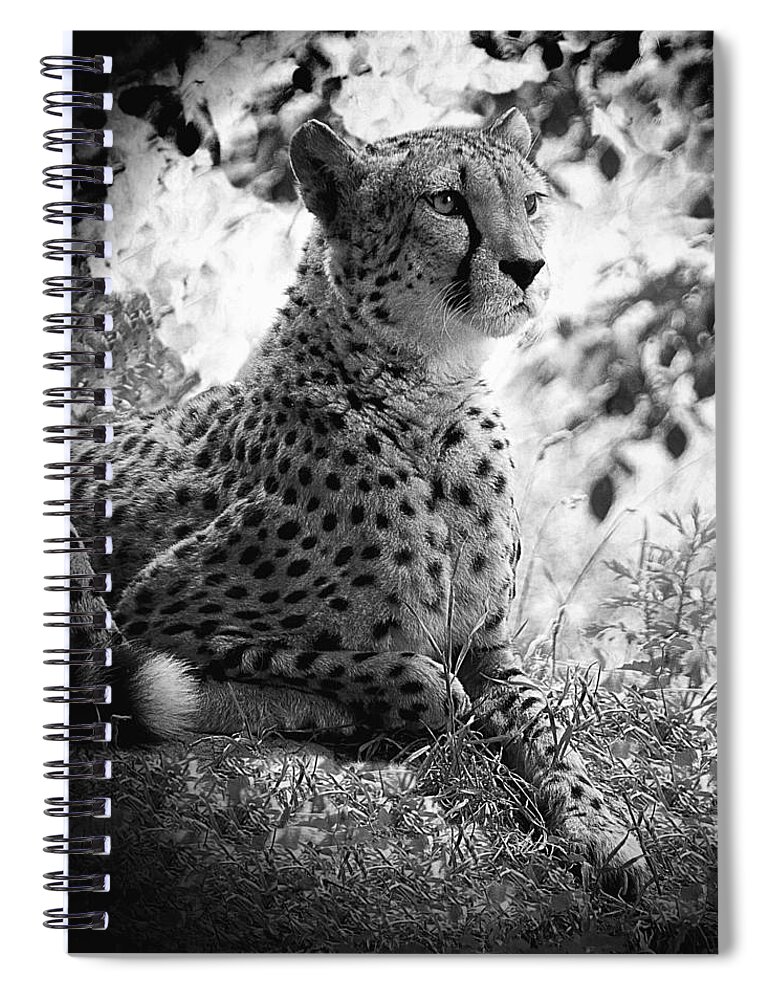 Cheetah B&w Spiral Notebook featuring the photograph Cheetah B W, Guepard Black And White by Jean Francois Gil