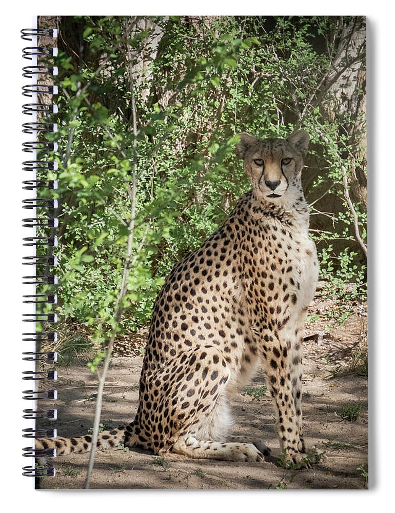 Cheetah Spiral Notebook featuring the photograph Cheetah by Mary Lee Dereske