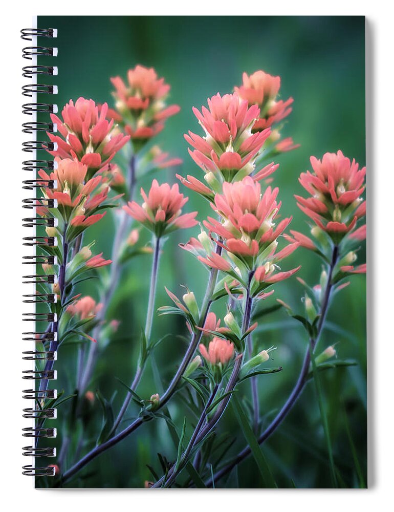 Indian Spiral Notebook featuring the photograph Cherokee Prairie Paintbrush by James Barber