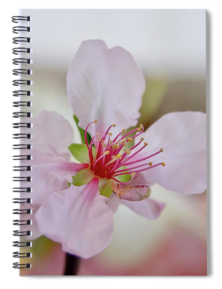 Cherry Spiral Notebook featuring the photograph Cherry Blossom I by Elena Perelman