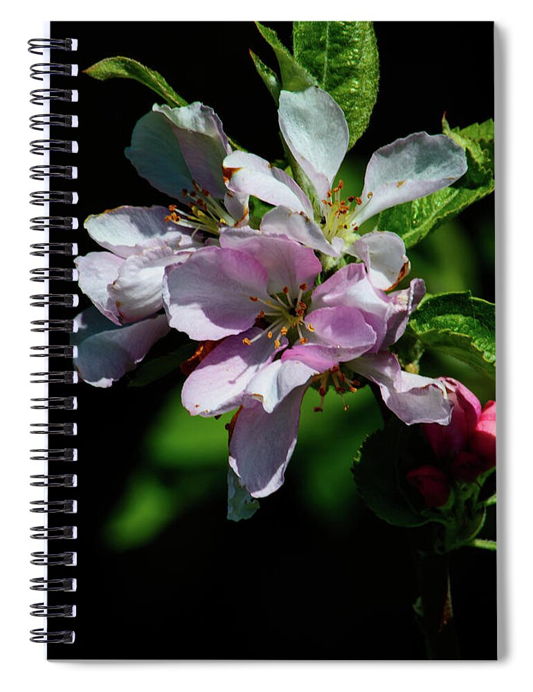 Flower Spiral Notebook featuring the photograph Cherry Blossom by Tikvah's Hope