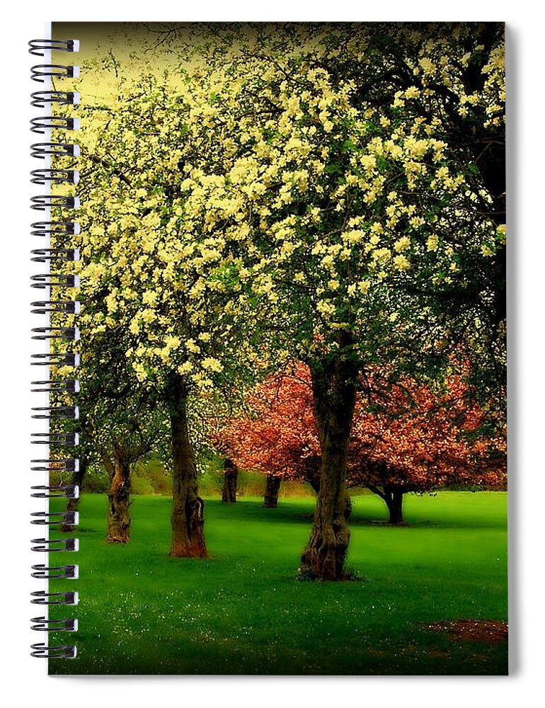 Cherry Blossom Trees Spiral Notebook featuring the photograph Cherry Blossom Trees by Angie Tirado