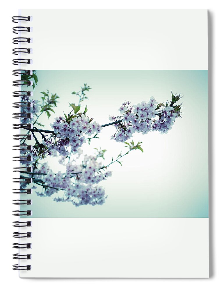 Cherry Blossoms Spiral Notebook featuring the photograph Cherry Blossoms by Yuka Kato