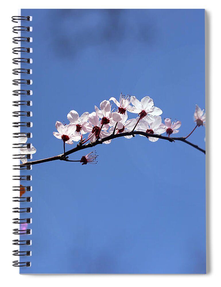 Nature Spiral Notebook featuring the photograph Cherry flowers with lens flare by Helga Novelli