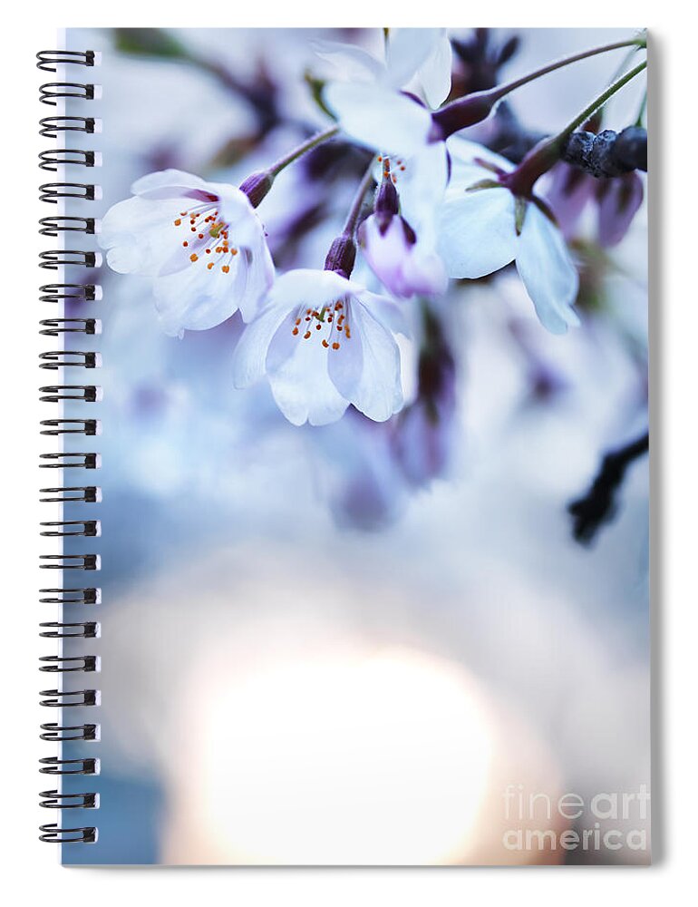 Blossom Spiral Notebook featuring the photograph Cherry tree blossoms in morning sunlight by Maxim Images Exquisite Prints