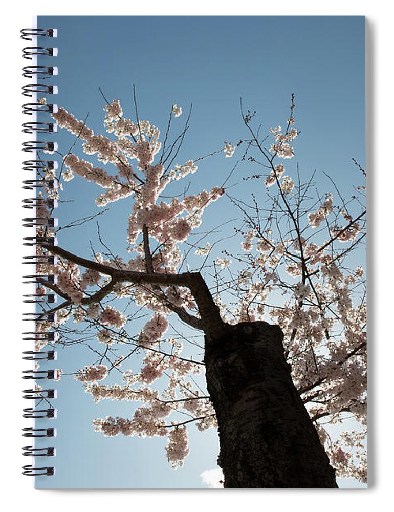 Cherry Blossom Festival Spiral Notebook featuring the photograph Cherry tree in sunlight by Agnes Caruso