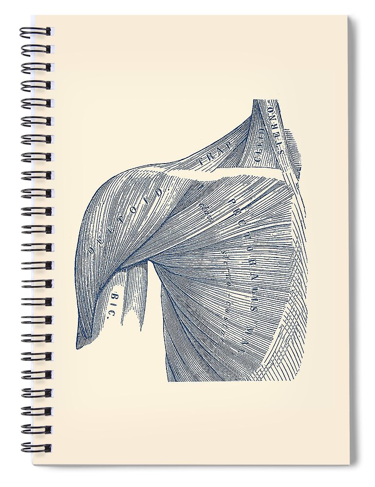 Shoulder Anatomy Spiral Notebook featuring the drawing Chest and Shoulder Muscular System - Vintage Anatomy by Vintage Anatomy Prints