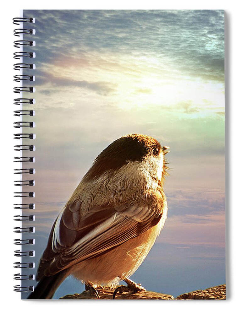 Chickadee Print Spiral Notebook featuring the photograph Chickadee Sunrise by Gwen Gibson