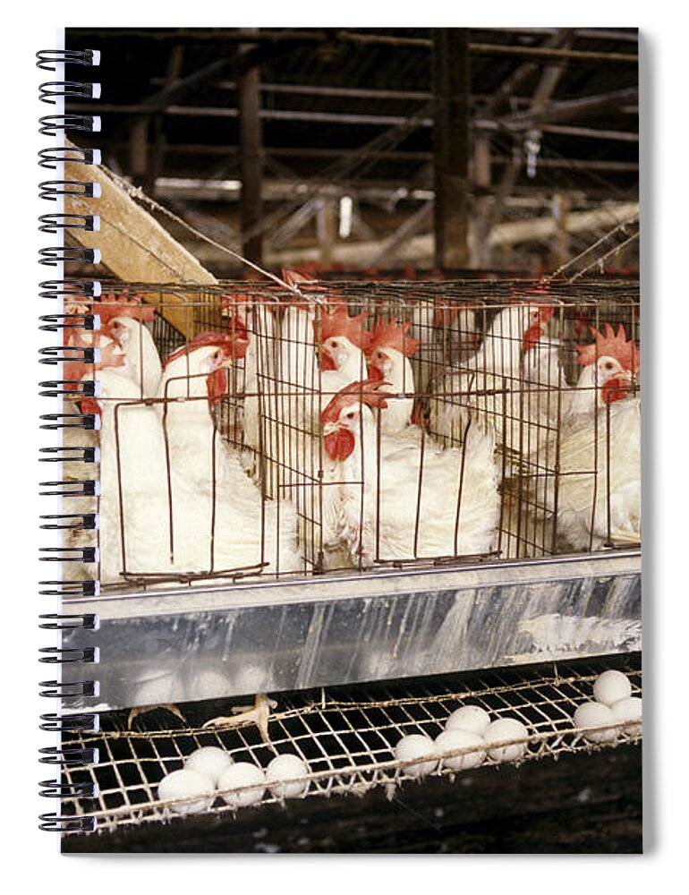 Chickens Spiral Notebook featuring the photograph Chickens In Cages by Inga Spence