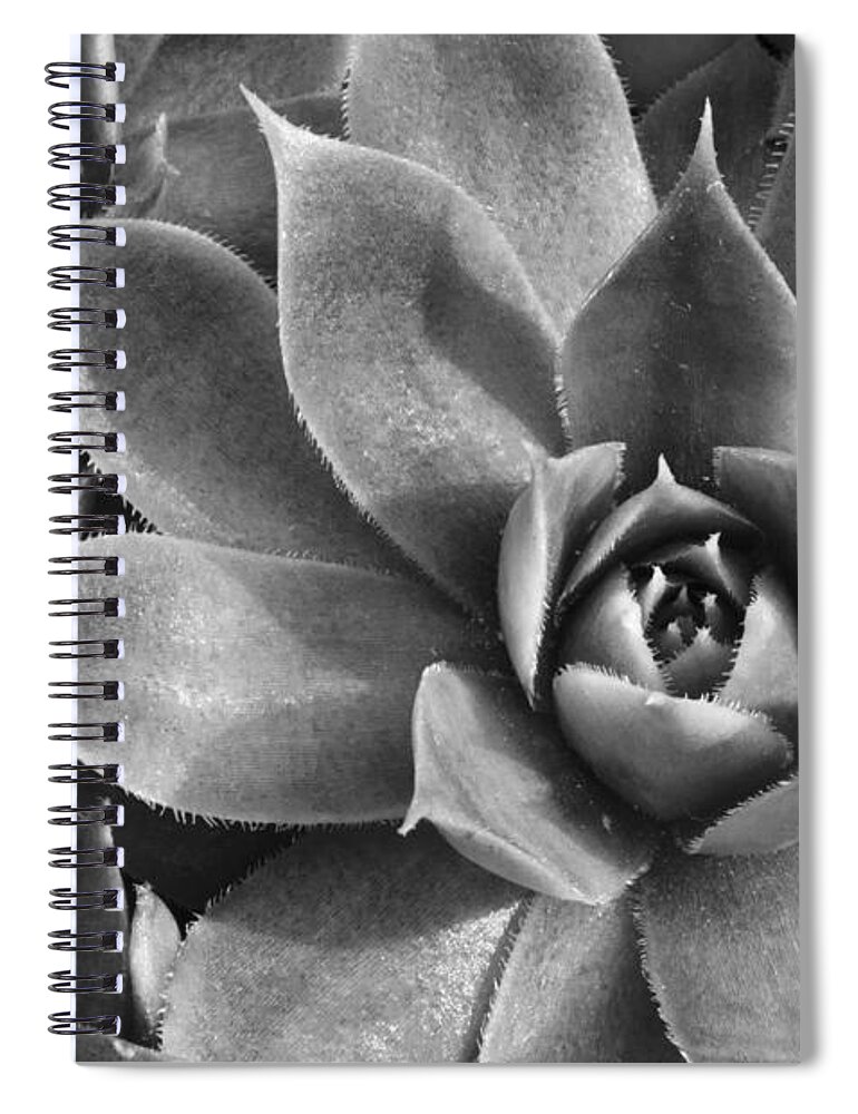 Botanical Spiral Notebook featuring the photograph Chicks and Hens Black and White by Ann Bridges