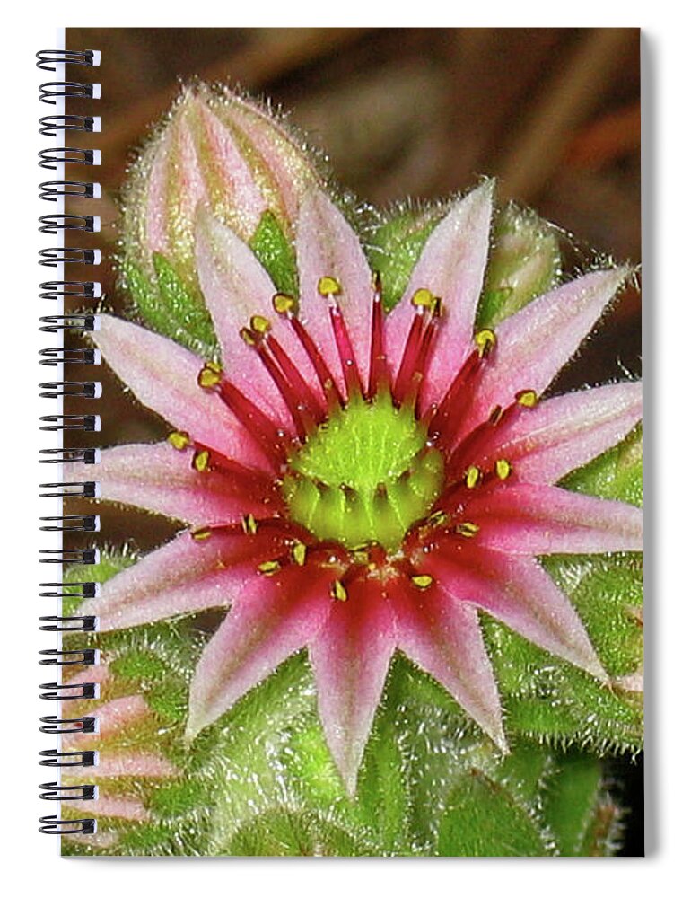 Flower Spiral Notebook featuring the photograph Chicks and Hens by Ira Marcus