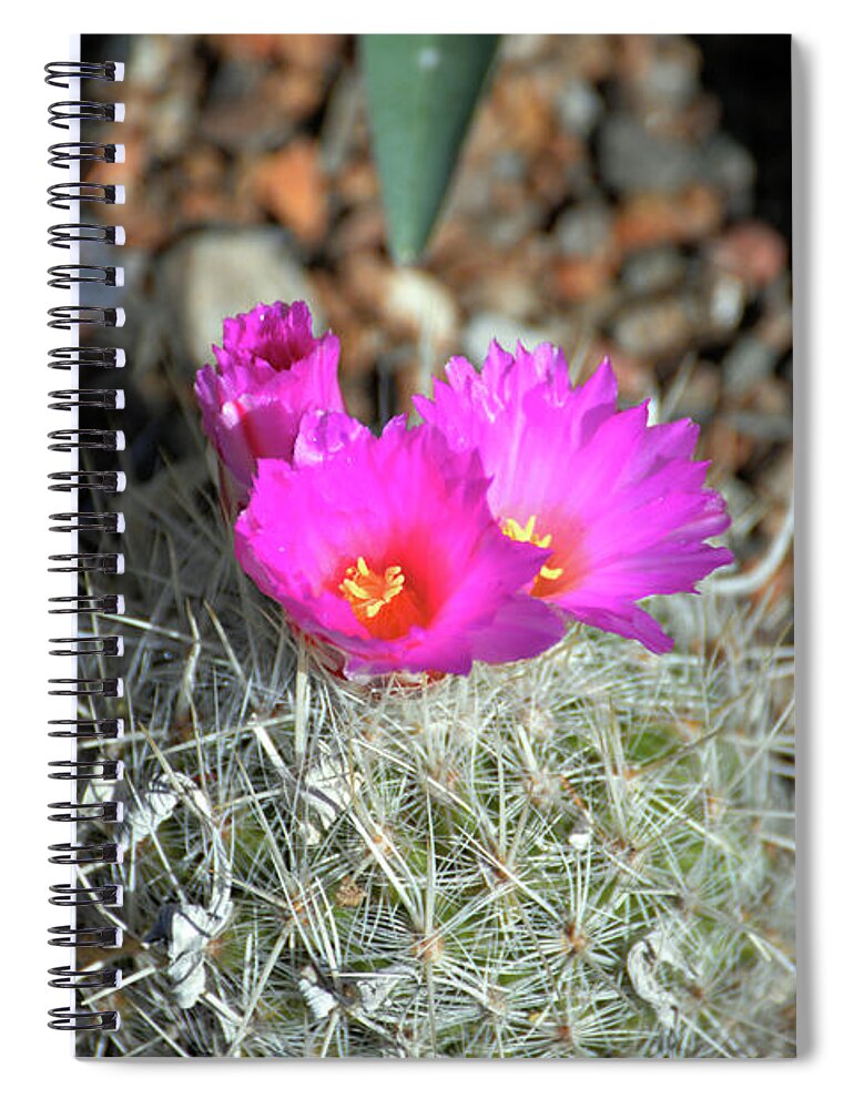 Denise Bruchman Spiral Notebook featuring the photograph Chihuahua Snowball 2 by Denise Bruchman