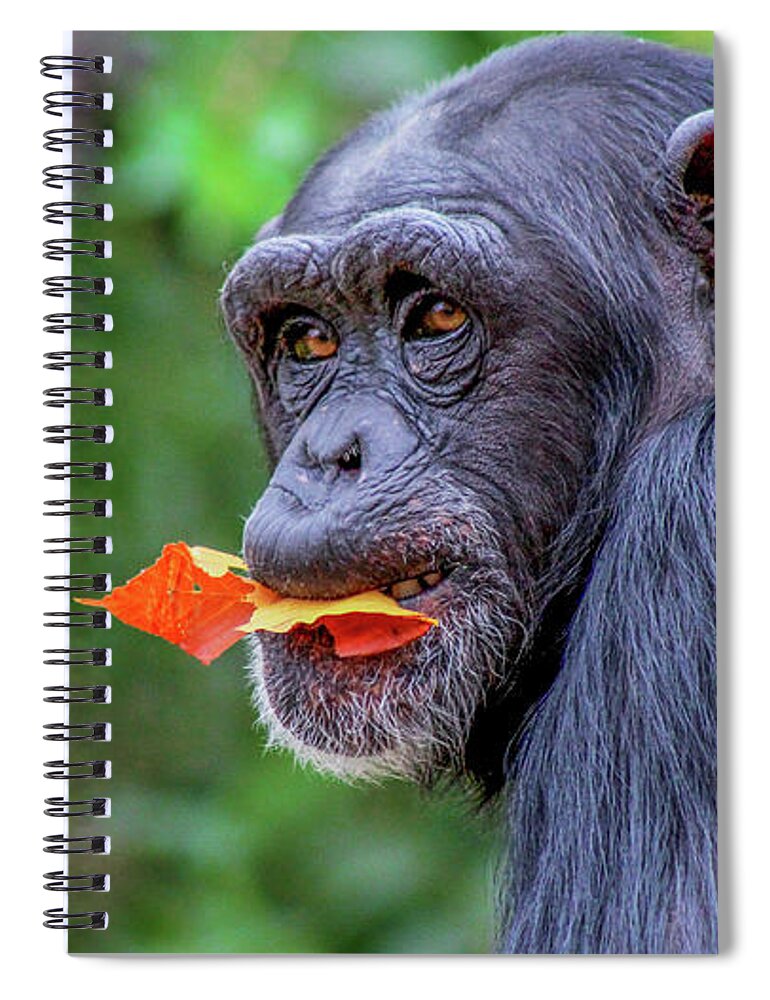 Chimpanzee Spiral Notebook featuring the photograph Chimpanzee by Holly Ross