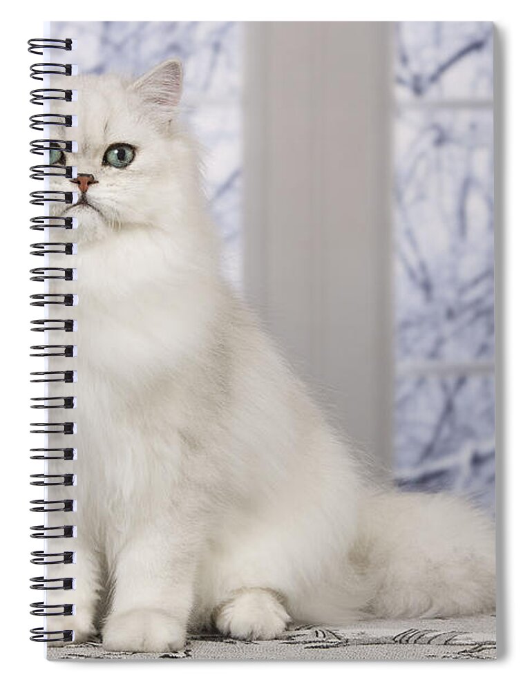 Cat Spiral Notebook featuring the photograph Chinchilla Persian Cat by Jean-Michel Labat
