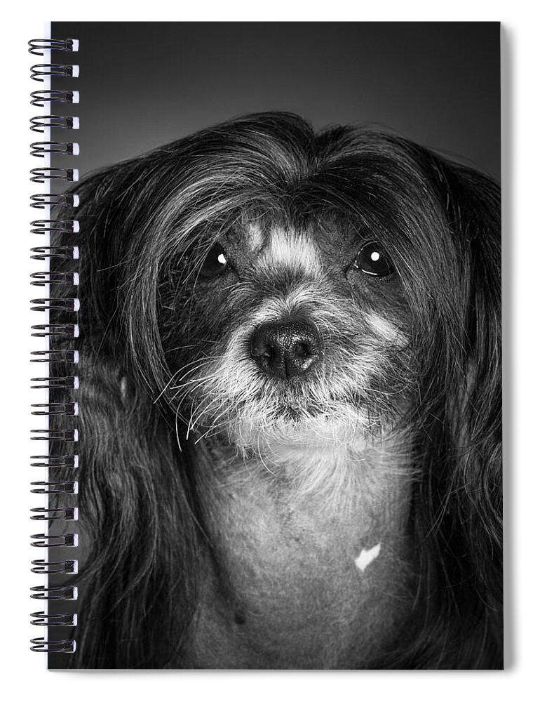 Dog Spiral Notebook featuring the photograph Chinese Crested - 02 by Larry Carr
