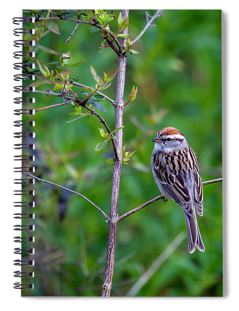 Chipping Sparrow Spiral Notebook featuring the photograph Chipping Sparrow by Bellesouth Studio