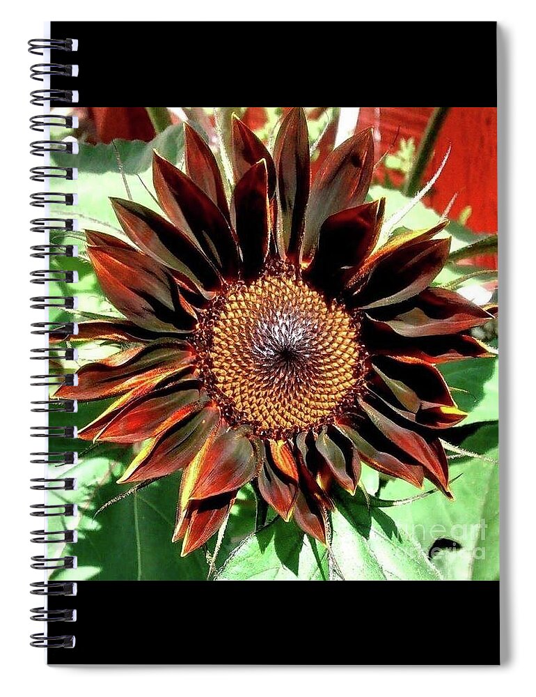 Chocolate Spiral Notebook featuring the photograph Chocolate Sunflower by 'REA' Gallery