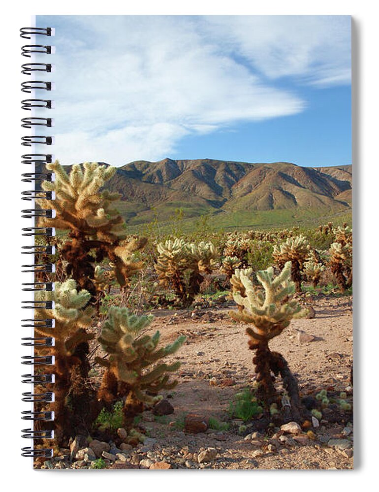 Joshua Tree National Park Spiral Notebook featuring the photograph Cholla Cactus Garden - Joshua Tree National Park by Ram Vasudev