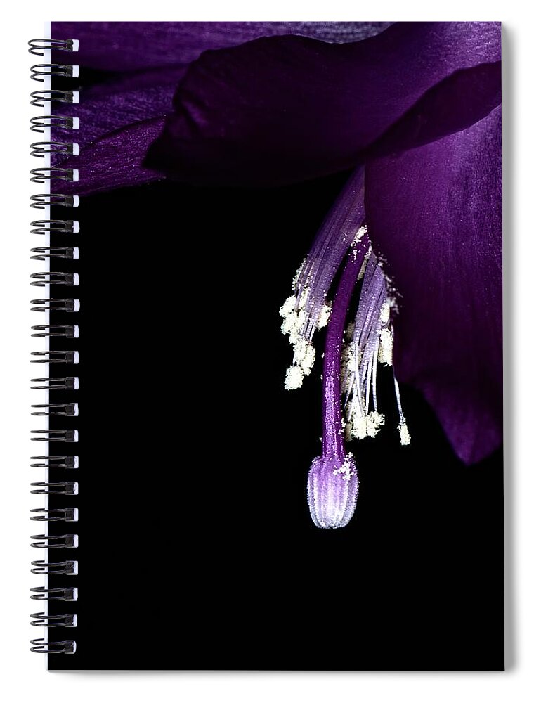 Christmas Cactus Spiral Notebook featuring the photograph Christmas Cactus Jewels by Debra Sabeck