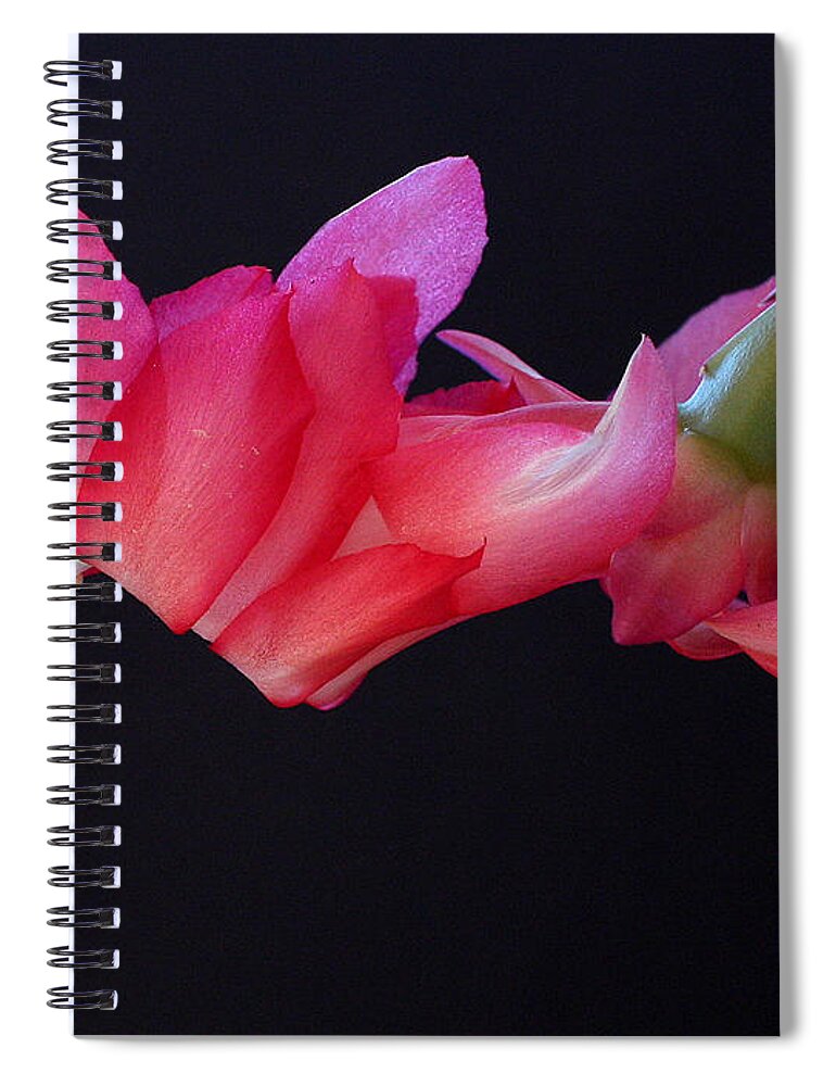 Christmas Spiral Notebook featuring the photograph Christmas Cactus on Black by Farol Tomson
