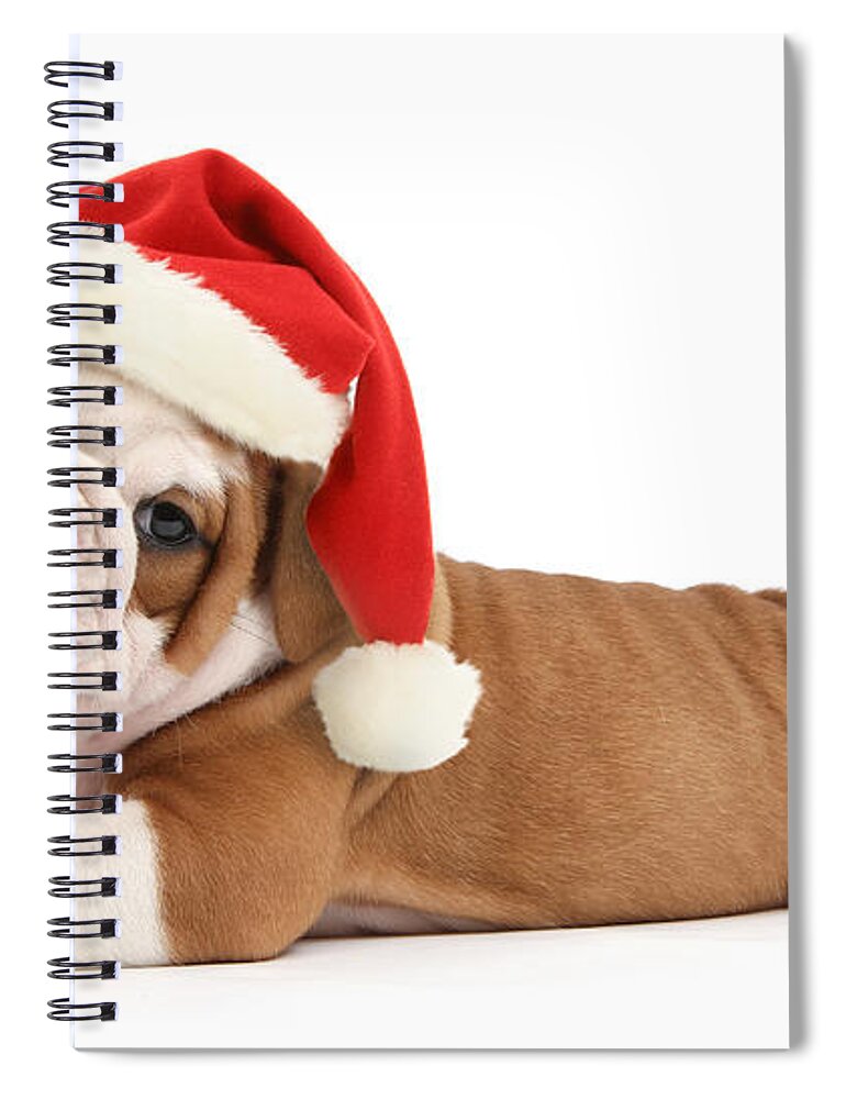 Father Christmas Spiral Notebook featuring the photograph Christmas Cracker by Warren Photographic