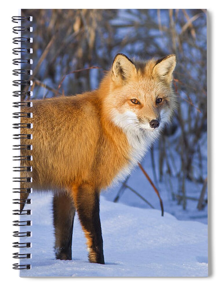 Animal Spiral Notebook featuring the photograph Christmas Fox by Mircea Costina Photography