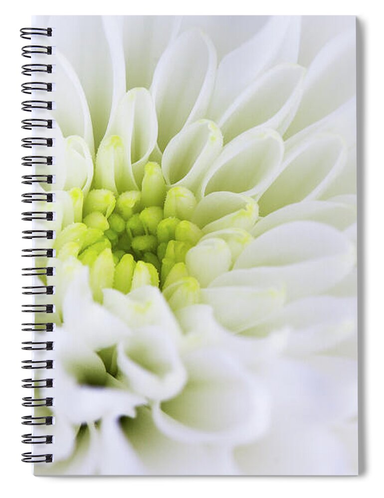 Chrysanth Spiral Notebook featuring the photograph Chrysanthemum by Tanya C Smith