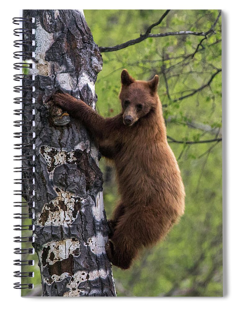 Bear Spiral Notebook featuring the photograph Cinnamon Climb by Kevin Dietrich