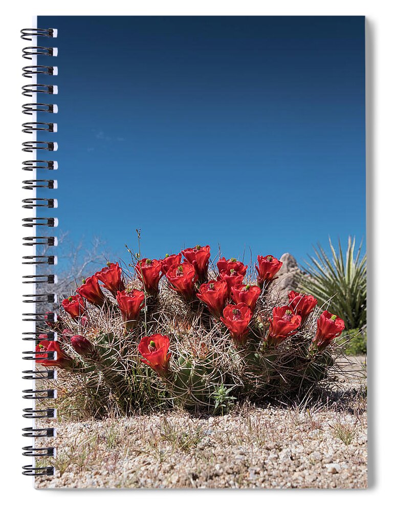 Bloom Spiral Notebook featuring the photograph Claret Cup Cactus Flowers on Clear Blue Sky by Kelly VanDellen