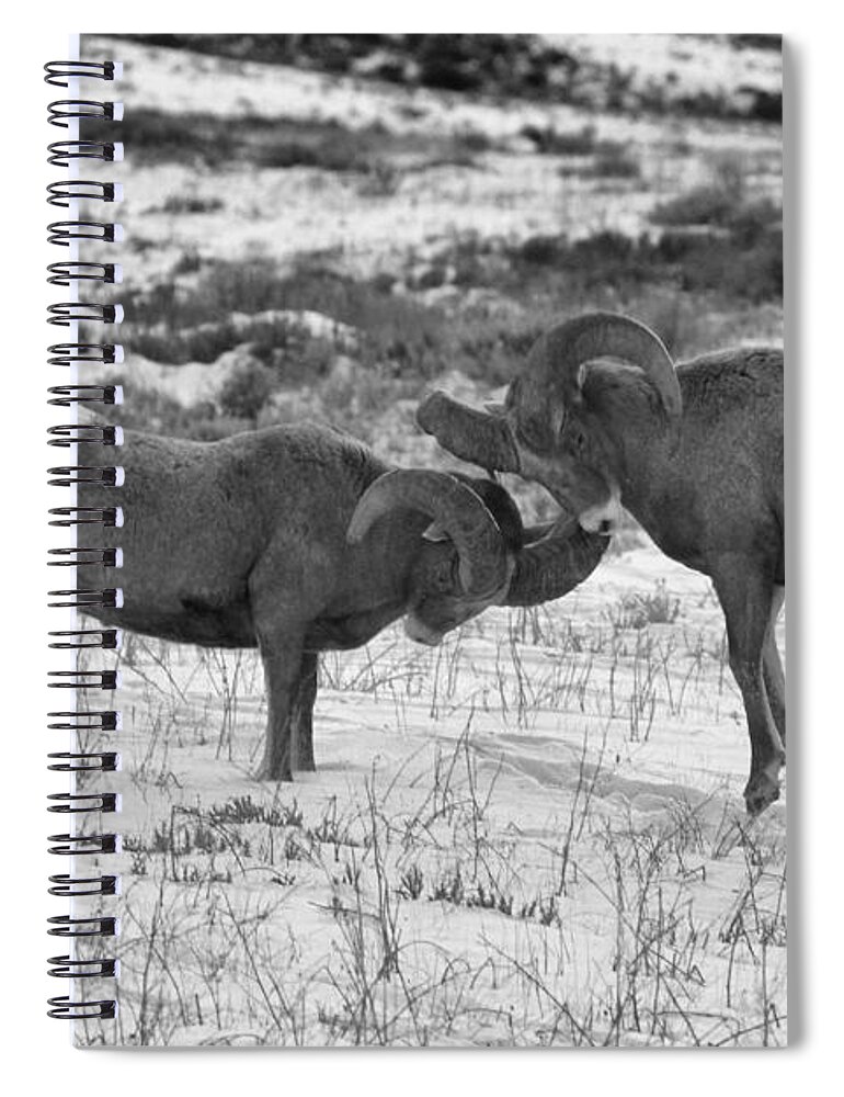 Bighorn Sheep Spiral Notebook featuring the photograph Clash Of The Bighonr Bruisers by Adam Jewell