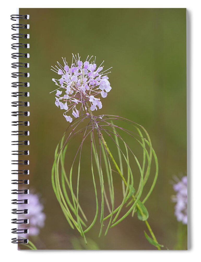 Warea Spiral Notebook featuring the photograph Clasping Warea by Paul Rebmann