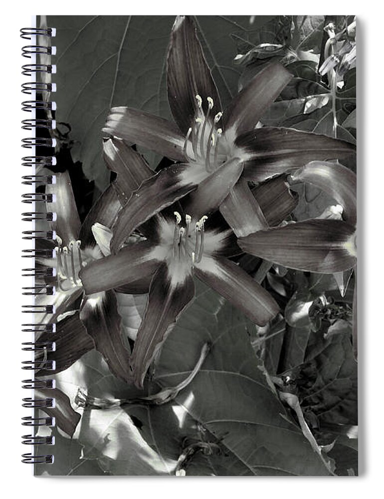 Flower Spiral Notebook featuring the photograph Classic Daylily by Leon DeVose