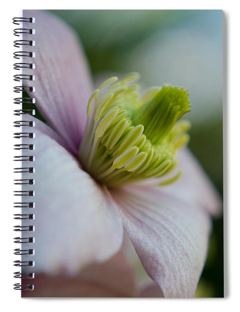 Flower Spiral Notebook featuring the photograph Clematis flower face of Spring by Spikey Mouse Photography