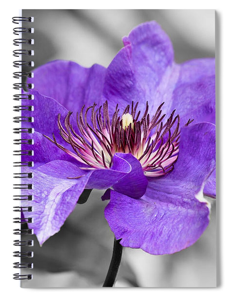 Clematis Spiral Notebook featuring the photograph Clematis by Scott Carruthers